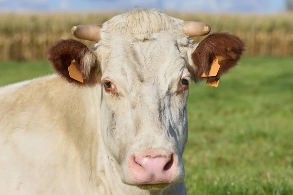 Zdjęcie Głowy Białej Krowy — Zdjęcie stockowe
