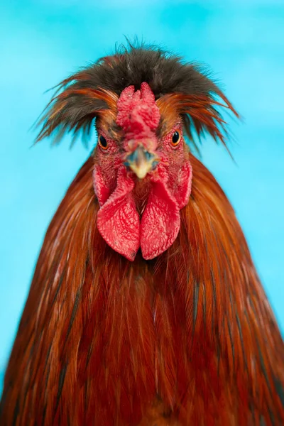 Μετωπική Προσωπογραφία Κόκκινου Κόκορα Όρθια Φτερά Στο Κεφάλι — Φωτογραφία Αρχείου