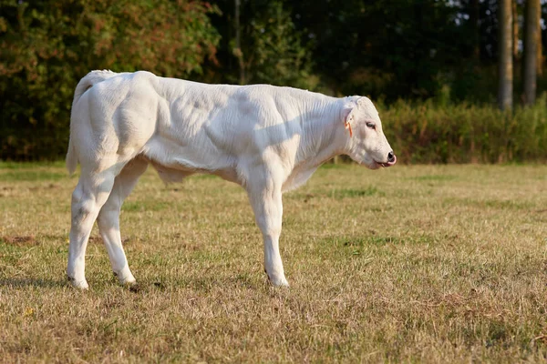 牧草地で若い白い子牛 — ストック写真