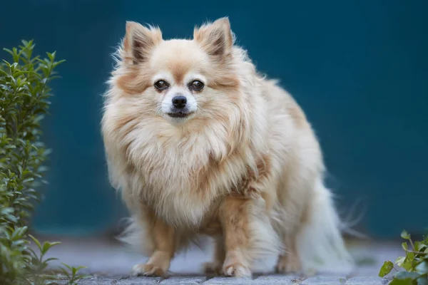 Retrato Chihuahua Mullido Marrón Sobre Fondo Borroso —  Fotos de Stock