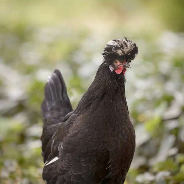 黒ポーランド鶏フリー上の庭でぼやけた背景 — ストック写真