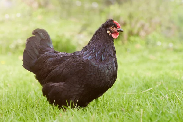 庭で若い黒鶏フリー — ストック写真