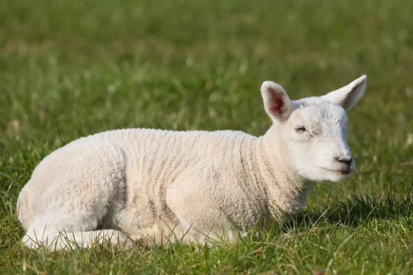Young white lamb on the meadow