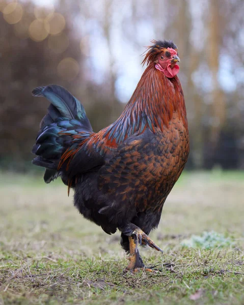 農場における鶏の無料範囲 — ストック写真