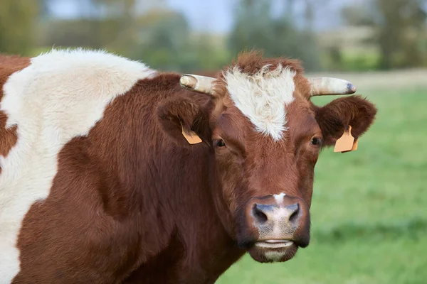 Portrait Tête Une Vache Blanche Brune — Photo