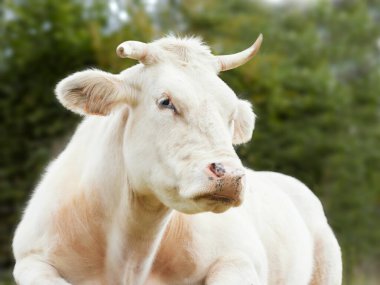 Beyaz bir ineğin portresini kapat.