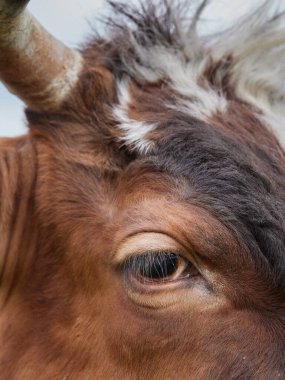 Bir ineğin gözünü kapat.