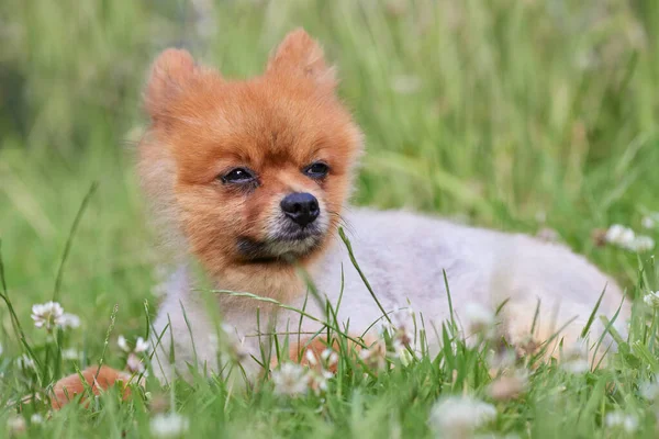 草の中のスピッツ犬の肖像 — ストック写真