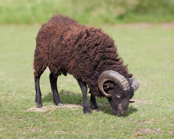 Молодые Коричневые Овцы Пасутся Лугу — стоковое фото