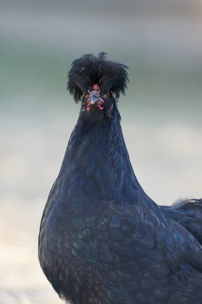 Portré Egy Fekete Lengyelország Csirke Elszigetelt Homályos Kert Háttér — Stock Fotó