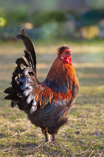 誇り高い赤茶色の鶏の庭でフリー — ストック写真
