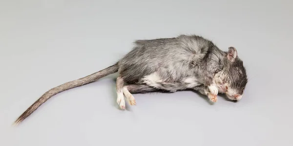 一个死了的沙鼠的工作室肖像 — 图库照片
