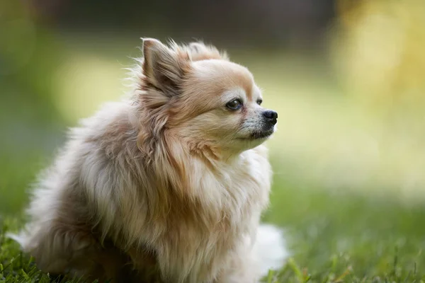 Close Retrato Chihuahua Marrom — Fotografia de Stock