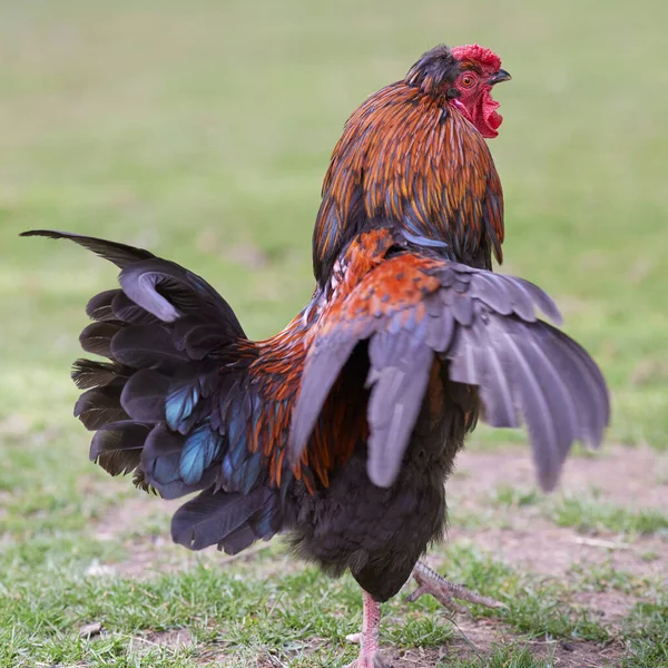 赤い雄鶏は庭で翼を広げる — ストック写真