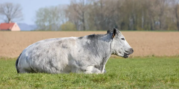 Gray White Cow Lays Meadow Grass — Stock Photo, Image