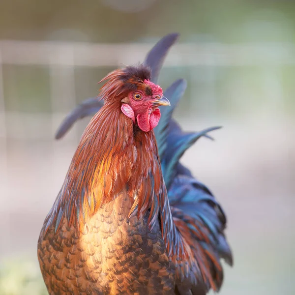 Red Brown Rooster Farm Isolated Blurred Background — Stock Photo, Image