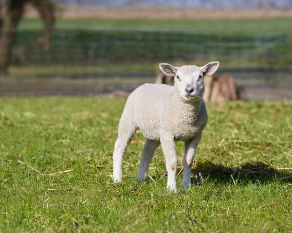White lamb in a meadow