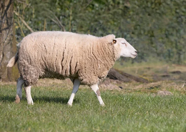 Moutons Flamands Blancs Sur Prairie — Photo