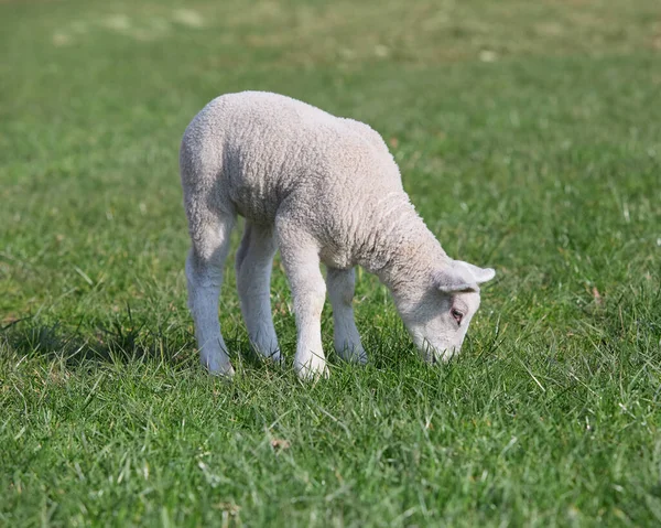 Λευκό Αρνί Πρόβατα Στο Γρασίδι — Φωτογραφία Αρχείου
