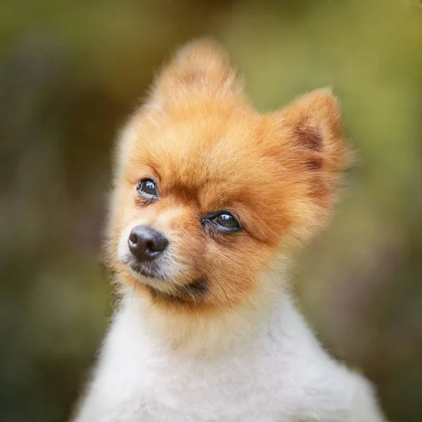 Schattig Portret Van Spitz Hond — Stockfoto