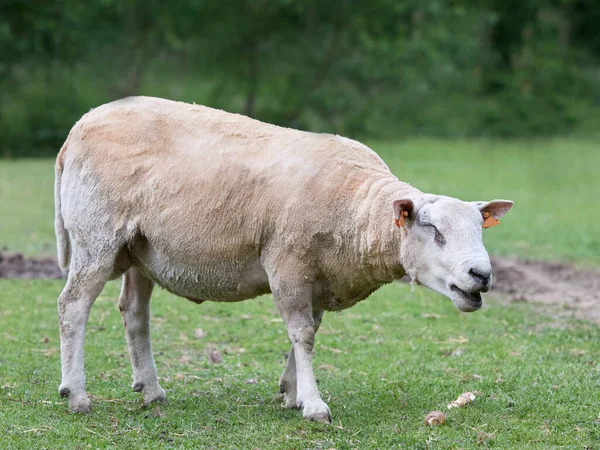 White Flemish Sheep Freshly Fleeced Meadow — Stock Photo, Image