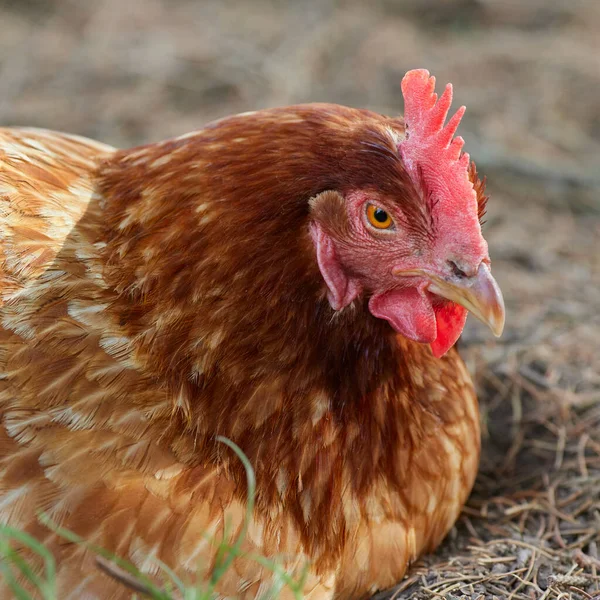 Közelkép Vörös Barna Csirkéről — Stock Fotó