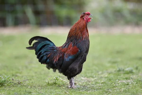 Close Portrait Rooster Garden — Stock Photo, Image
