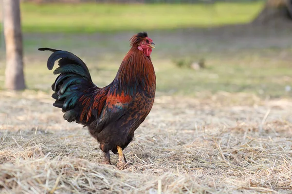 Red Brown Rooster Free Garden — Stock Photo, Image