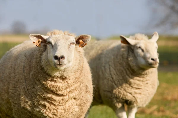 Portrait Deux Moutons Flamands Blancs — Photo