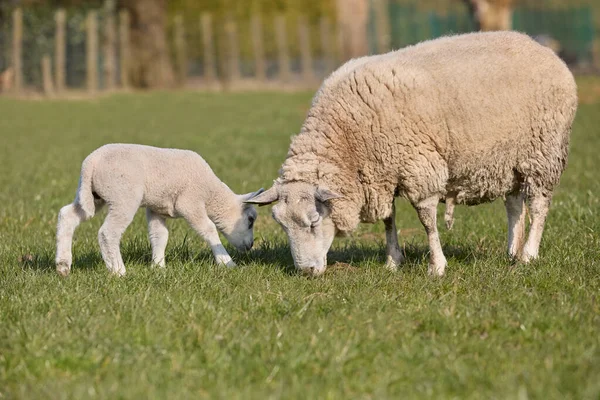 White Flemish sheep with lamb on meadow