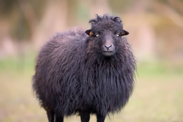 Πορτρέτο Της Καστανής Προβατίνας Της Φυλής Ouessant Πρόβατα — Φωτογραφία Αρχείου