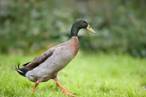 Indian Runner Duck Free Garden — Stock Photo, Image