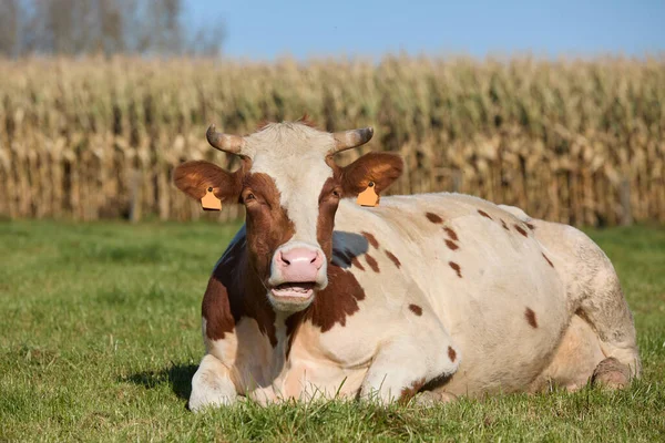 草地上的褐白母牛 — 图库照片