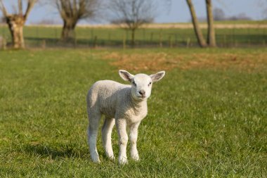 Çayırda tatlı beyaz kuzu