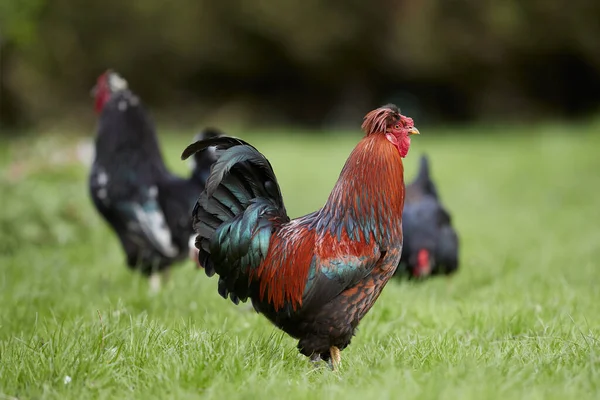 Bahçede Serbest Tavuk Horoz Sürüsü — Stok fotoğraf