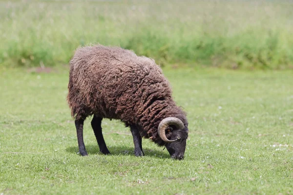 Young Brown Male Ouessant Sheep Grazes — Stock Photo, Image
