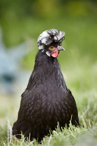 Porträtt Svart Polen Kyckling Isolerad Suddig Bakgrund — Stockfoto