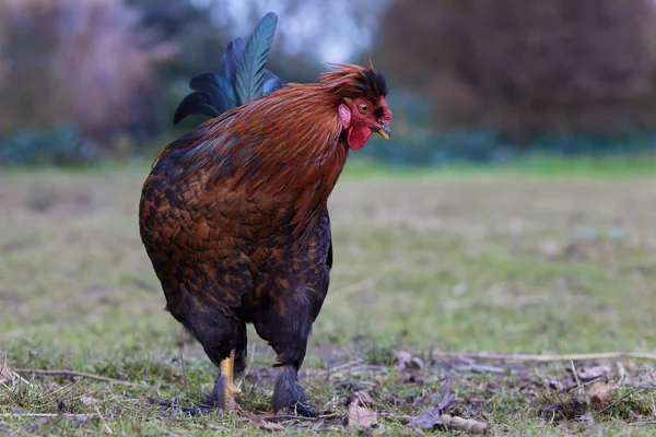 Brown Red Rooster Farm — Stock Photo, Image