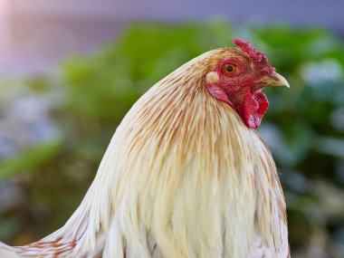 Beyaz horozun portresi