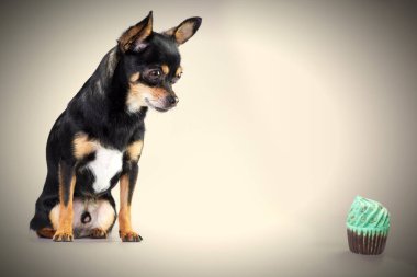 Stüdyoda bir oyuncakla Chihuahua köpeği