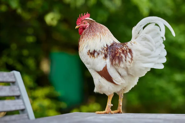 庭のテーブルの上に立つ若い白い茶色の鶏 — ストック写真
