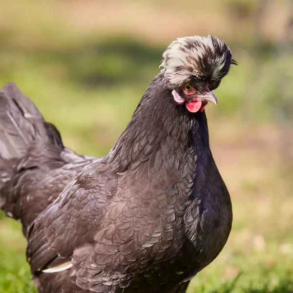 Portré Fekete Lengyelország Csirke Elszigetelt Kertben — Stock Fotó