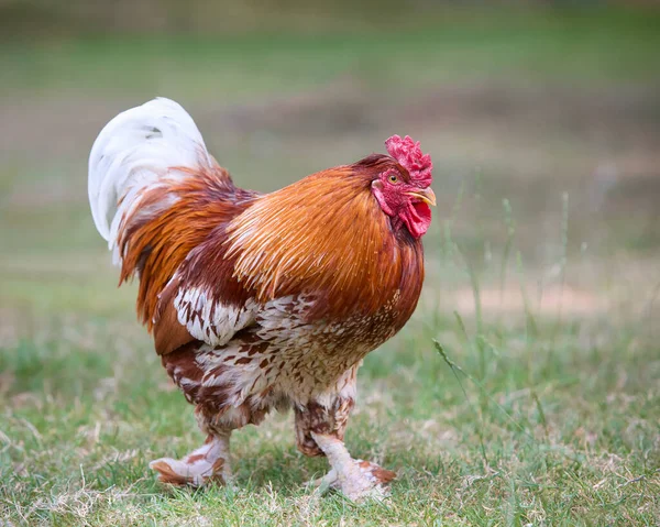 草の中の赤い鶏 — ストック写真