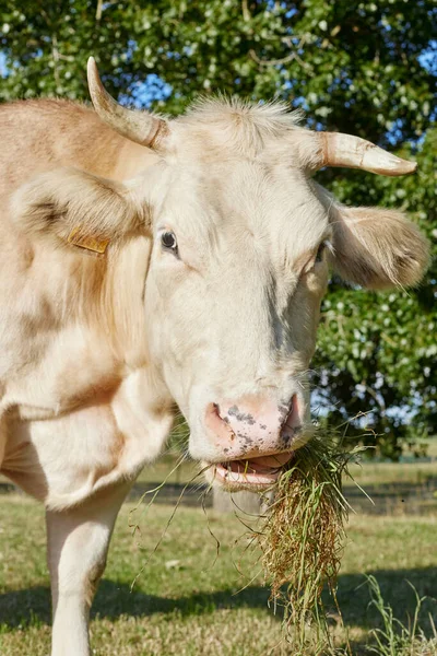 Retrato Cabeza Vaca Blanca —  Fotos de Stock