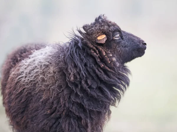 Közelkép Egy Kóbor Bárányról — Stock Fotó