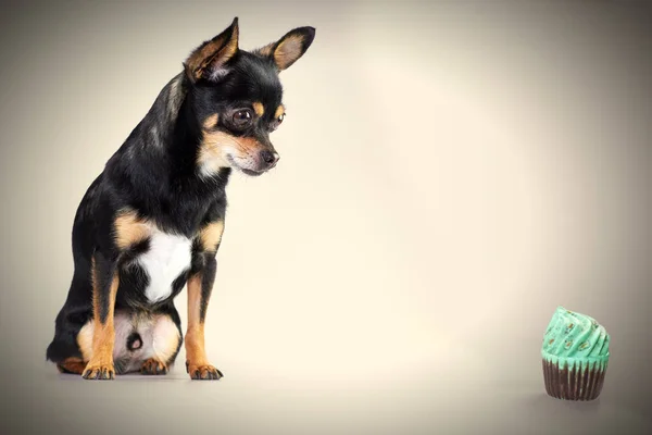 stock image Chihuahua dog in studio with a toy