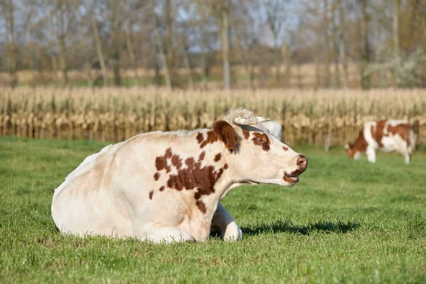 Vache Laitière Blanche Brune Dans Une Prairie — Photo