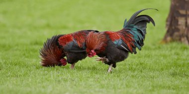 Bahçede iki kırmızı horoz 