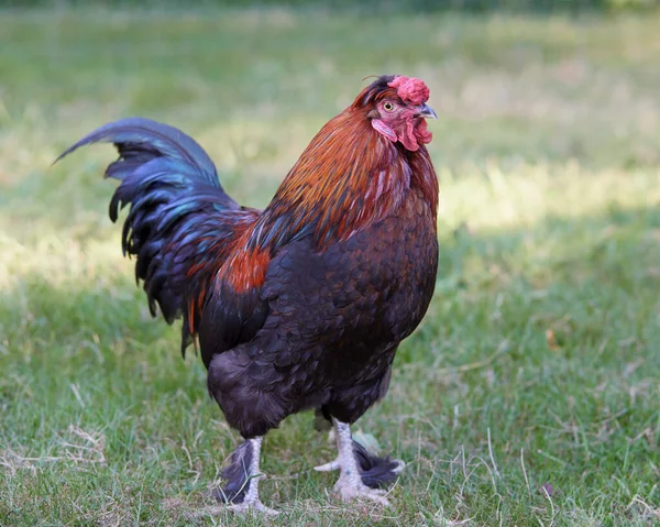 農場の赤い鶏 — ストック写真