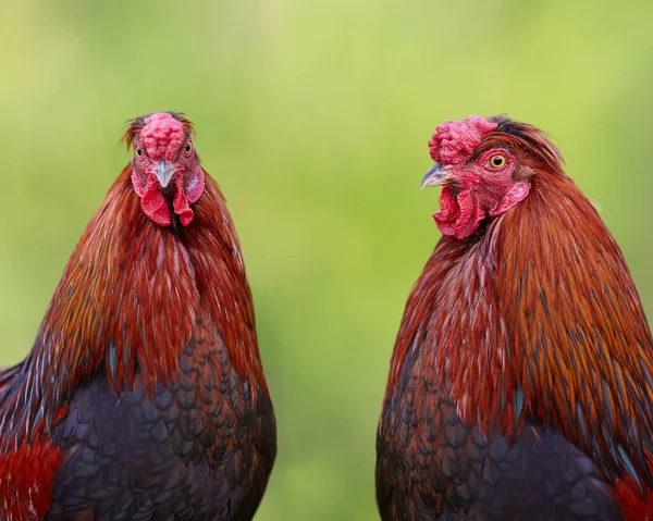 庭のぼやけた背景に隔離された2つの赤い雄鶏 — ストック写真